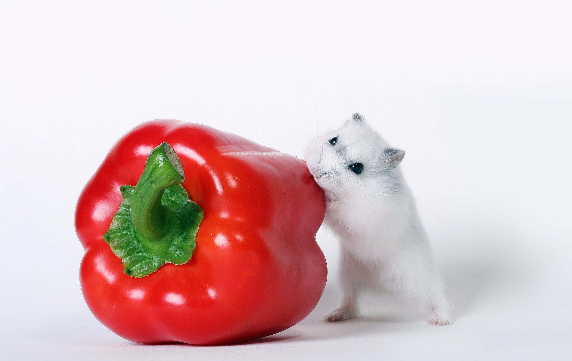 hamster with red pepper