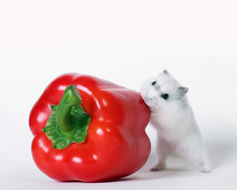 hamster with red pepper