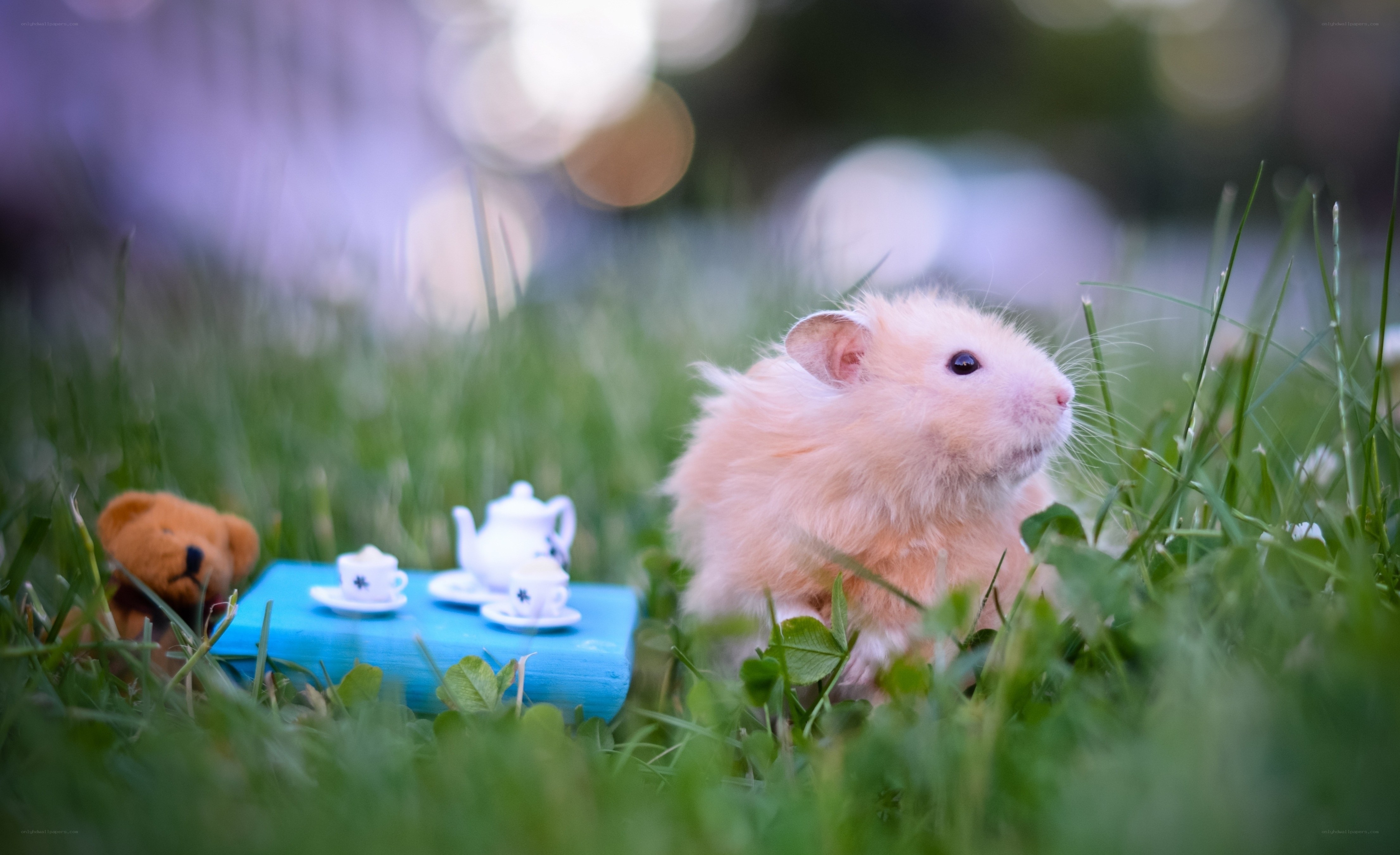 Hamster with tea set