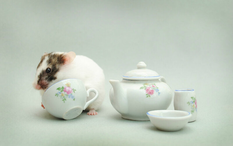 Hamster with Tea Set — White