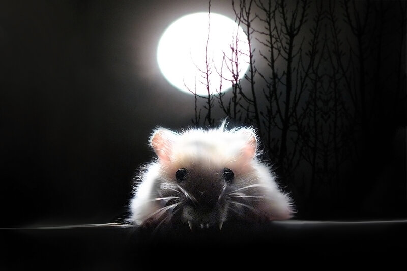 hamster with vampire teeth