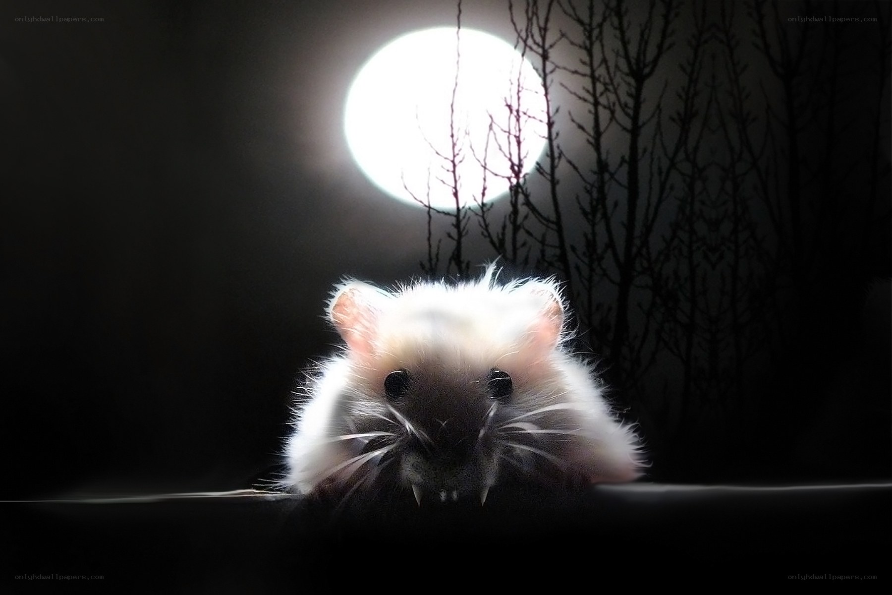 hamster with vampire teeth
