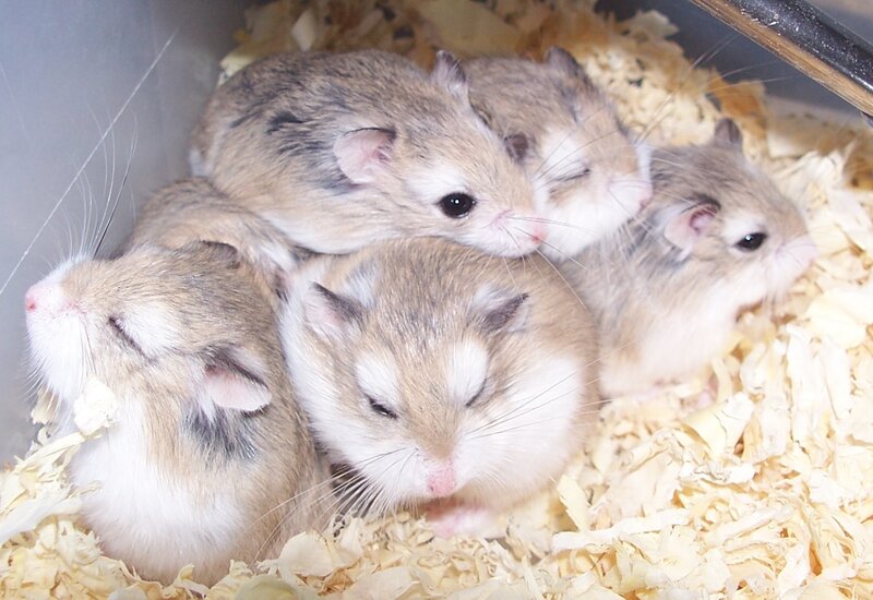 hamsters huddled together