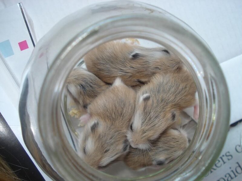 hamsters in a jar