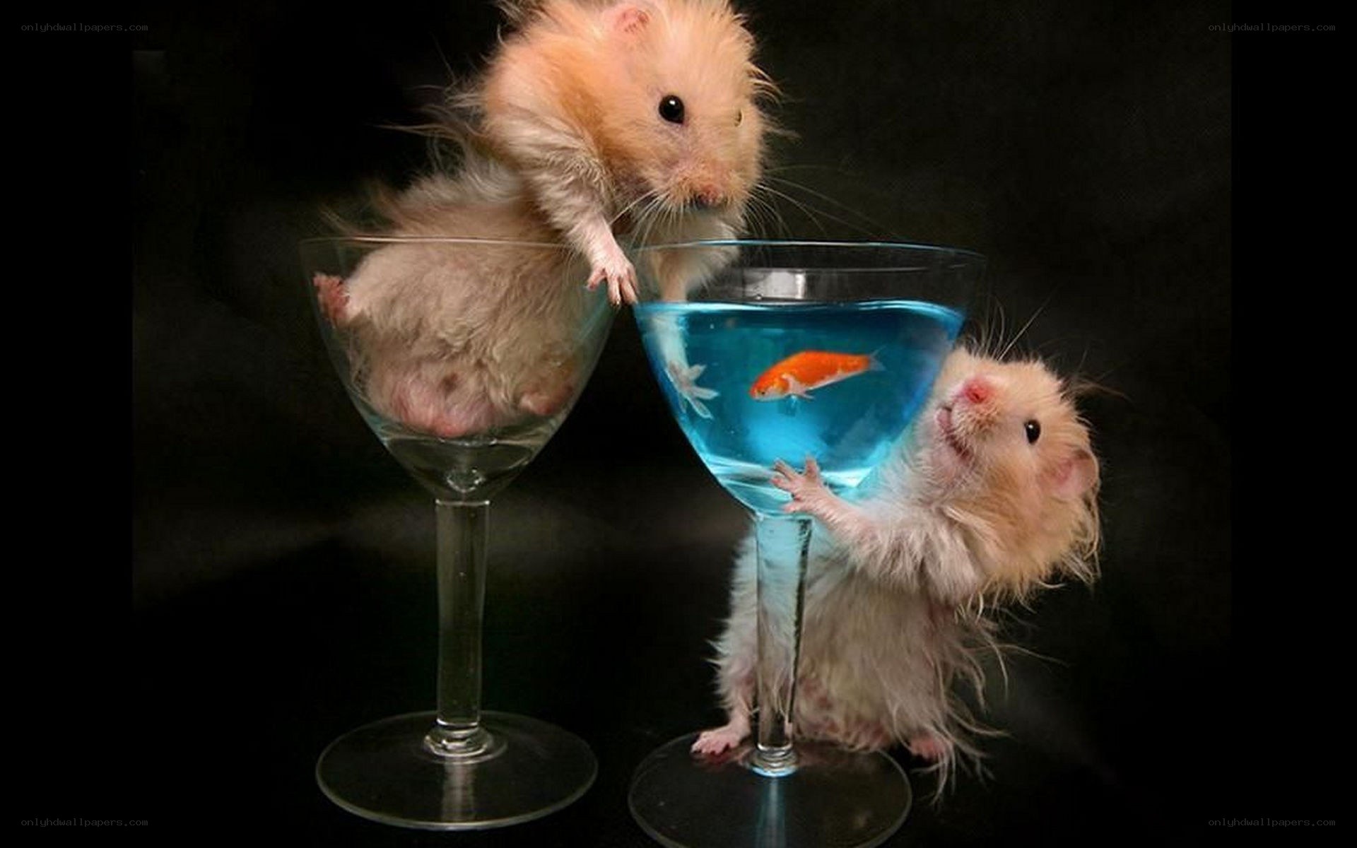 hamsters in wine glasses