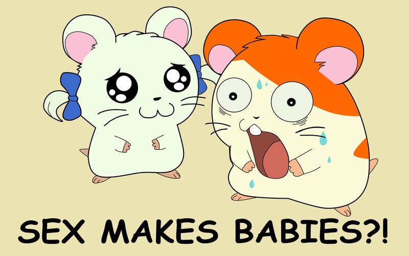 hamsters learn about babies