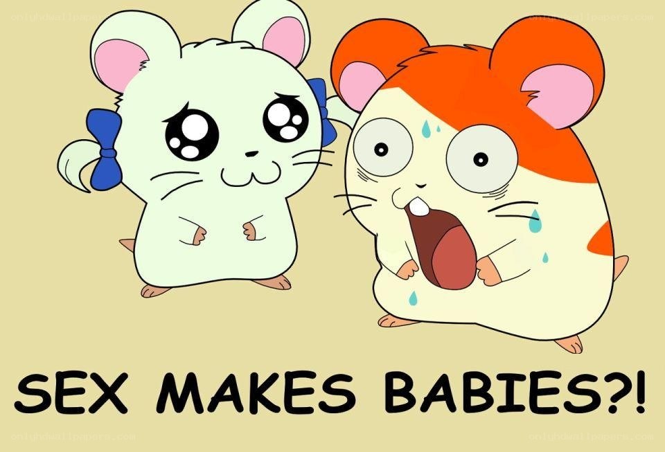 hamsters learn about sex