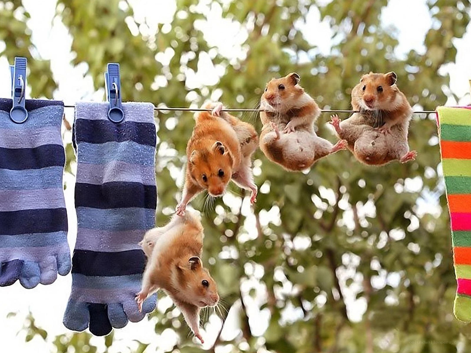hamsters on a clothesline