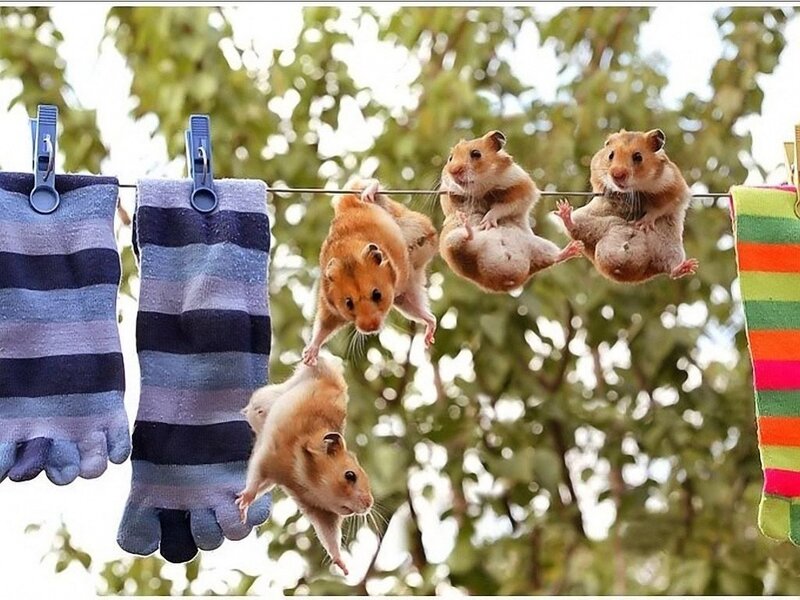 Hamsters on Clothesline — Brown, Playful