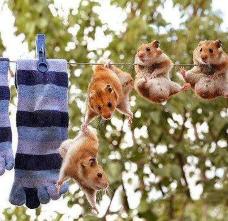 Hamsters on Clothesline