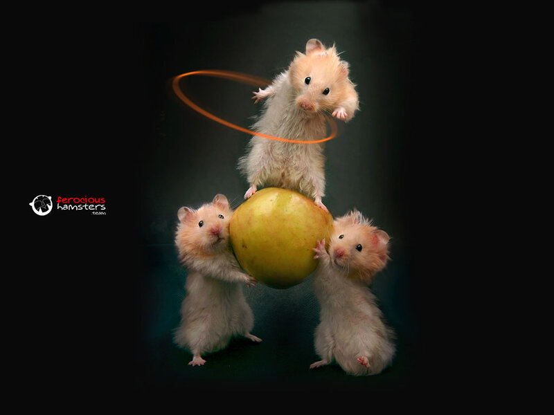 hamsters performing with apple