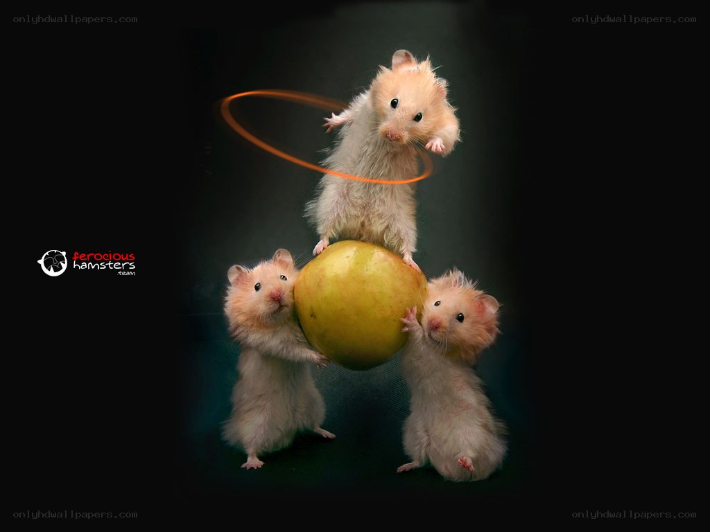 hamsters performing with apple