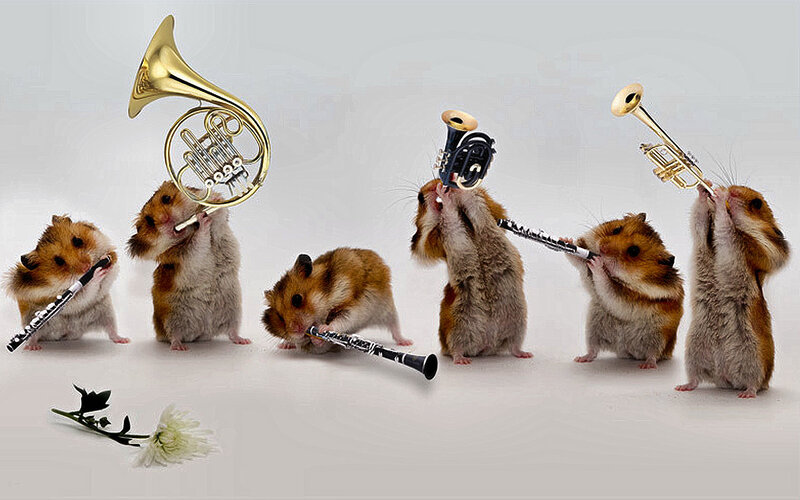 hamsters playing instruments