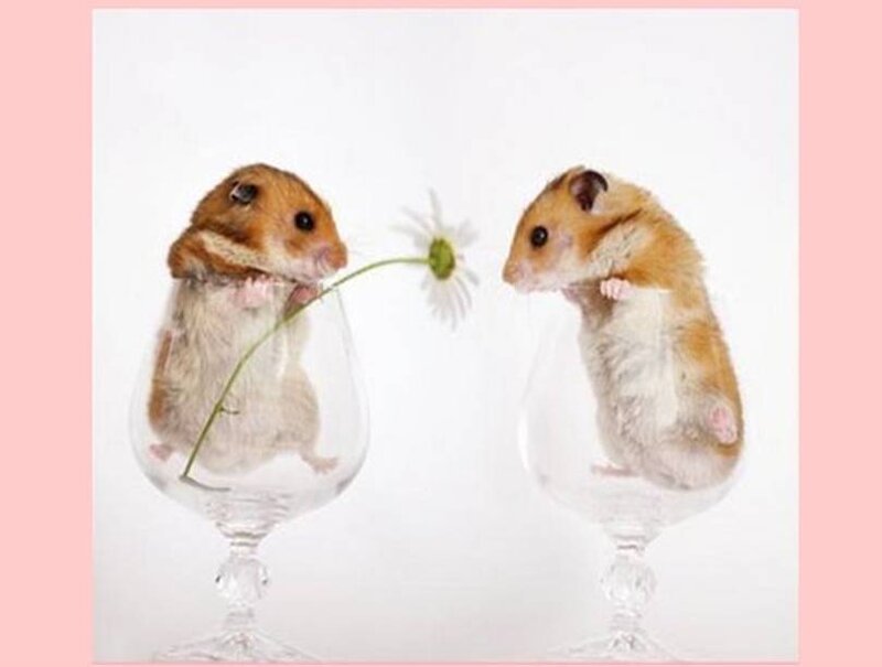 hamsters sharing a flower