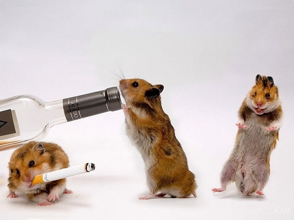 hamsters with alcohol and cigarette