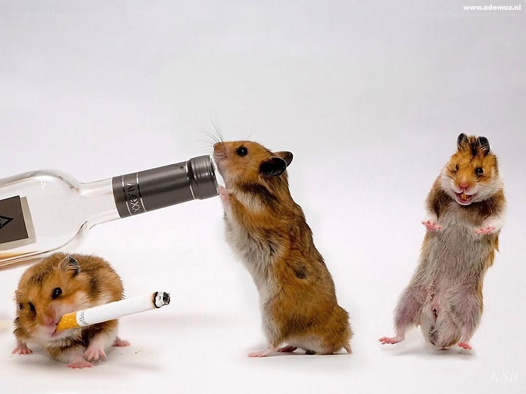 Hamsters with alcohol and cigarette