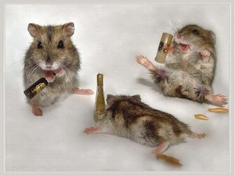 hamsters with alcohol bottles