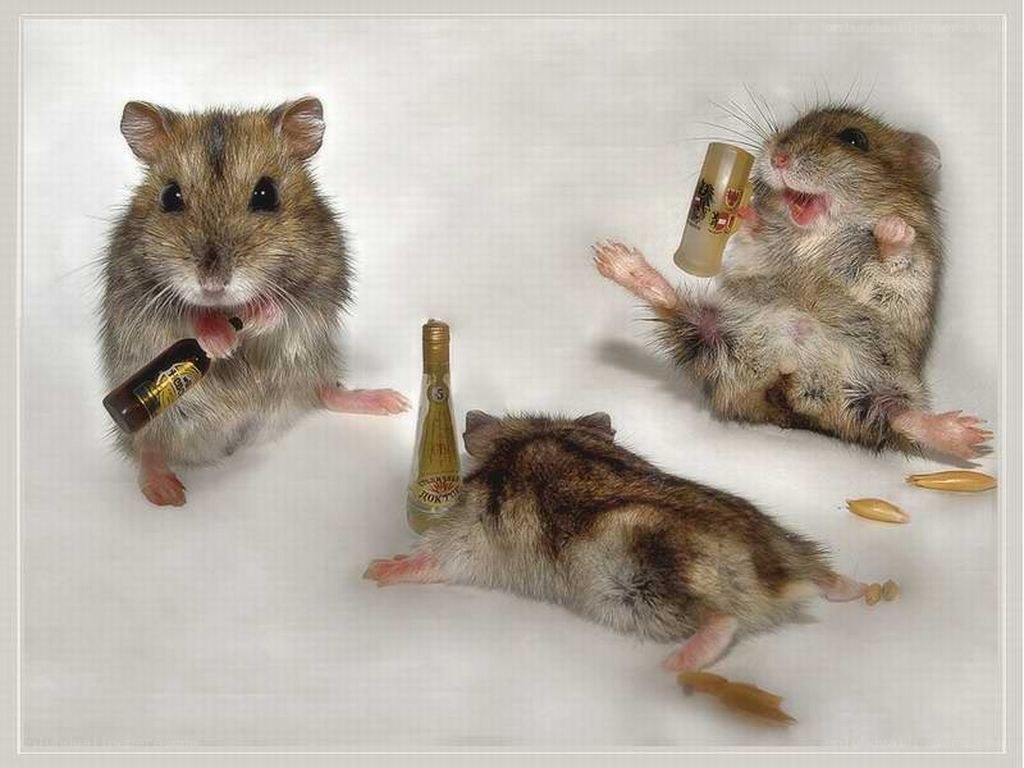 hamsters with alcohol bottles