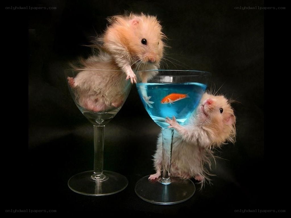 hamsters with fish bowl