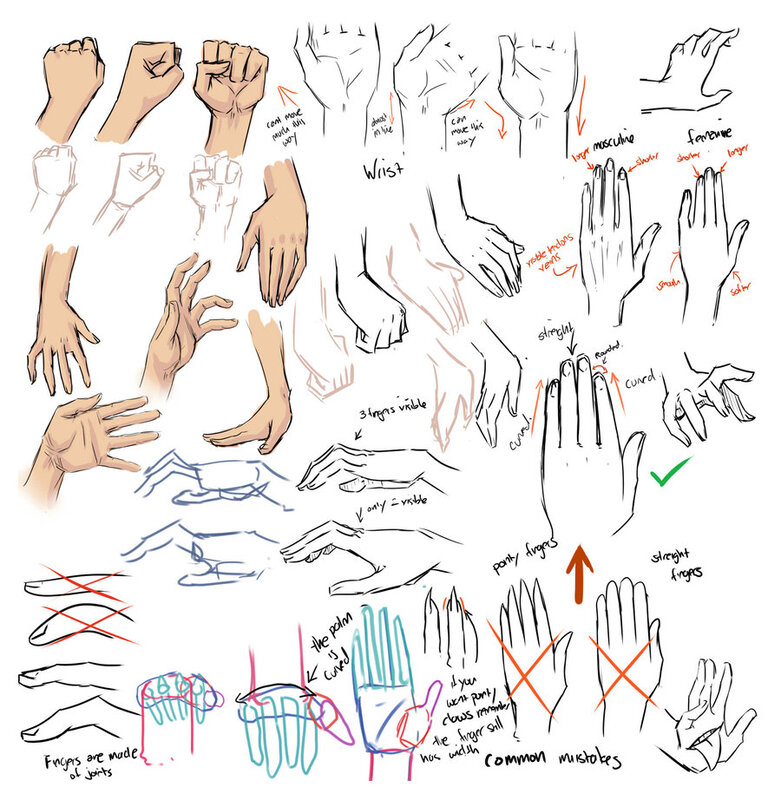 Hand Anatomy Drawing