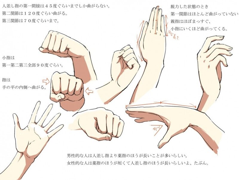 hand anatomy reference guide