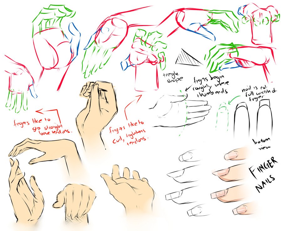 hand anatomy reference guide