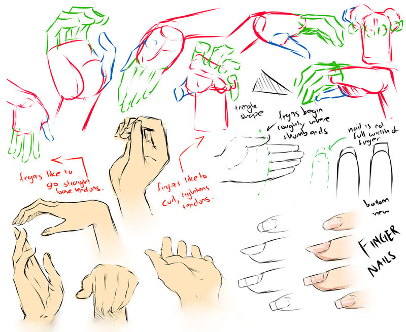 Hand Anatomy Study