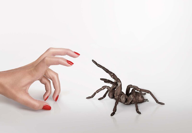 Hand and Tarantula