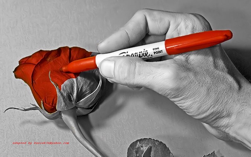 hand drawing a red rose