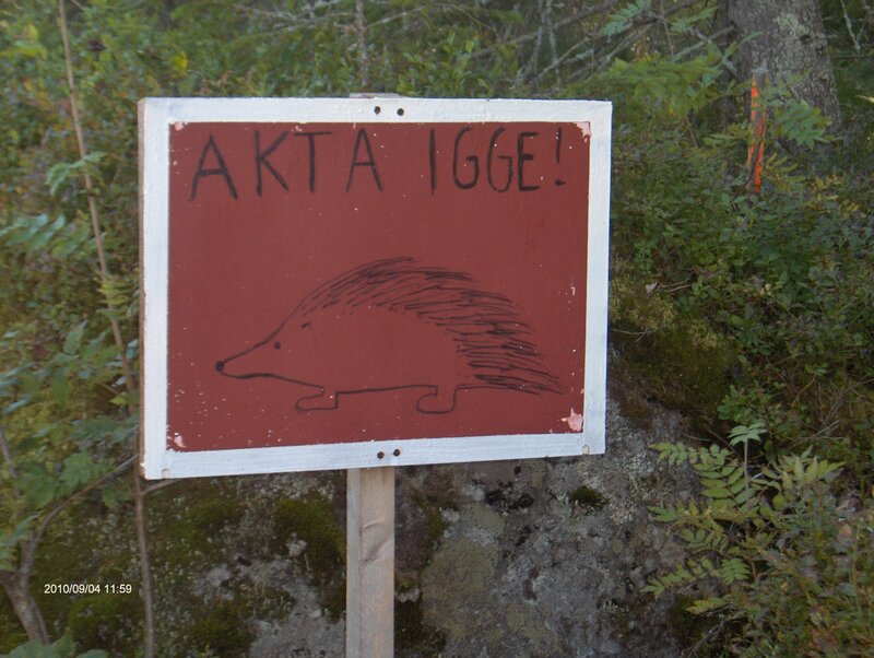 Hand-drawn Hedgehog Sign