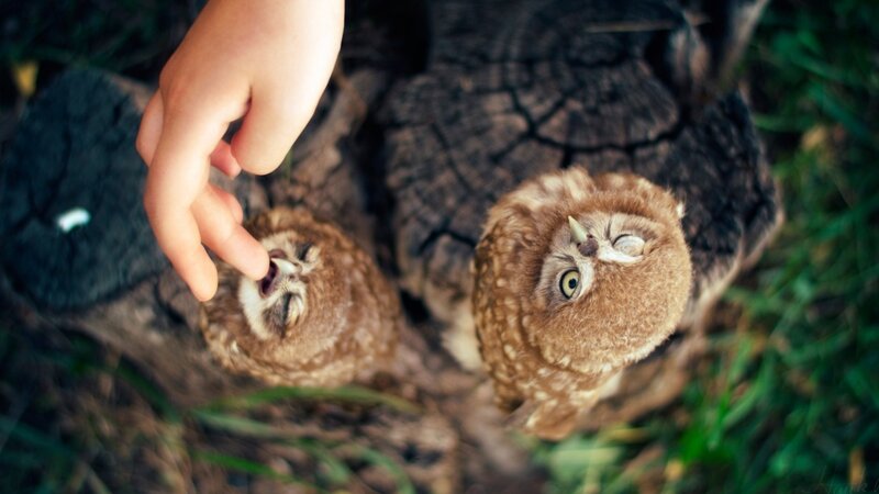 hand feeding baby owls