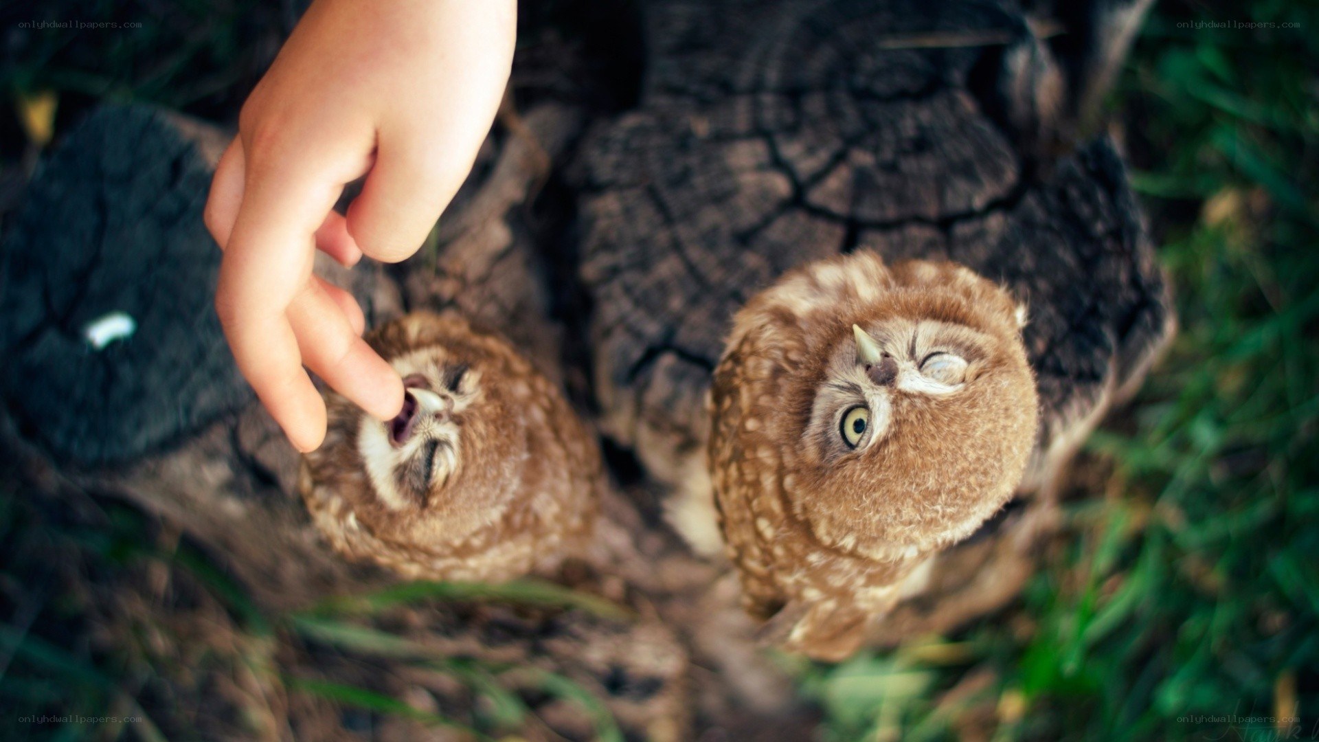 hand feeding baby owls