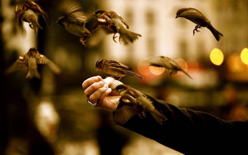 hand feeding birds at dusk