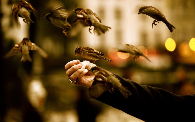 Hand Feeding Birds — Brown