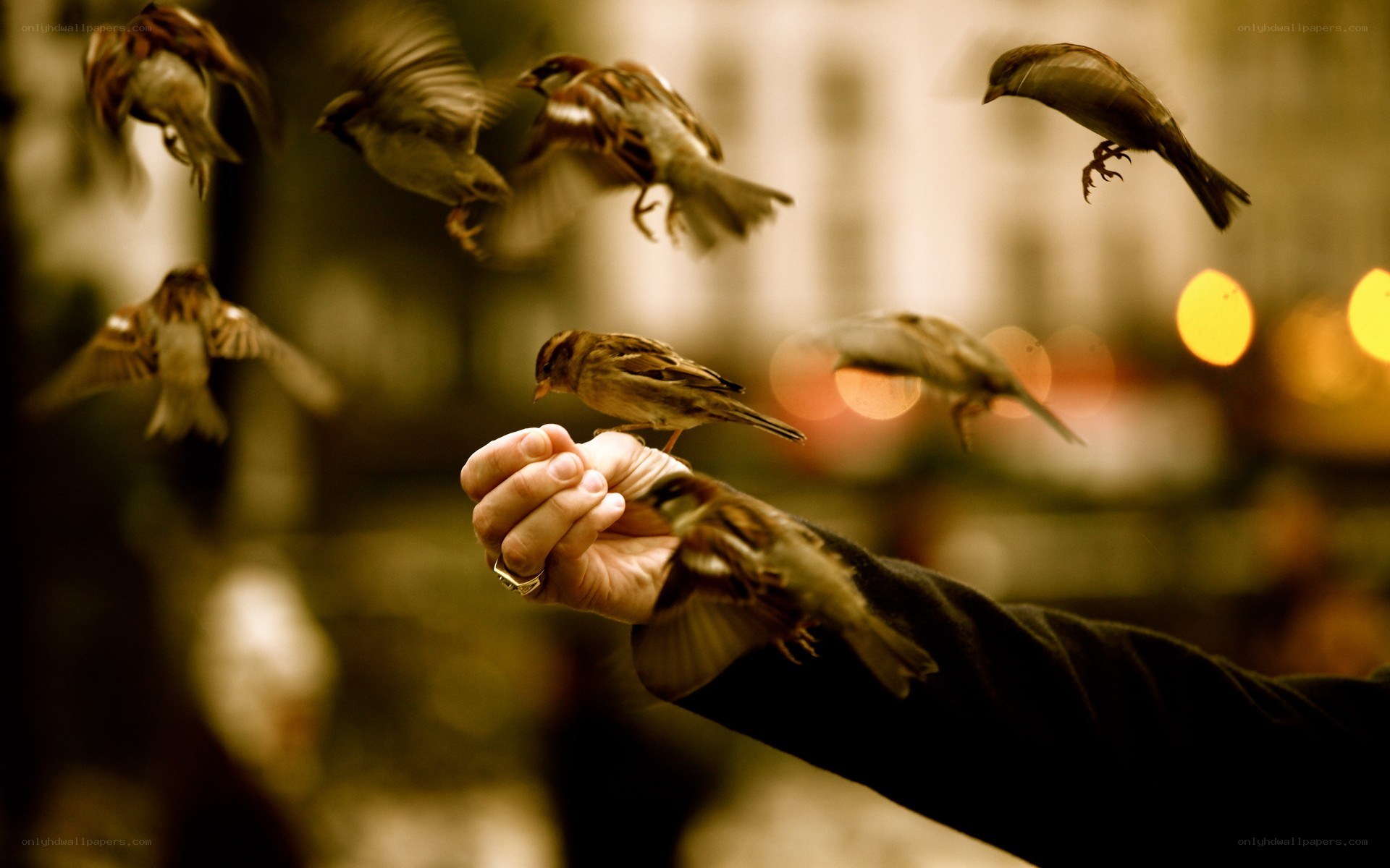 hand feeding birds