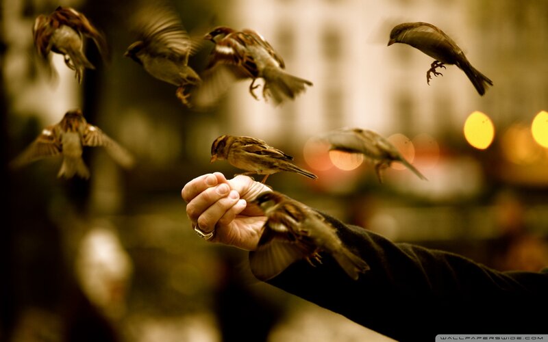 Hand Feeding Sparrows