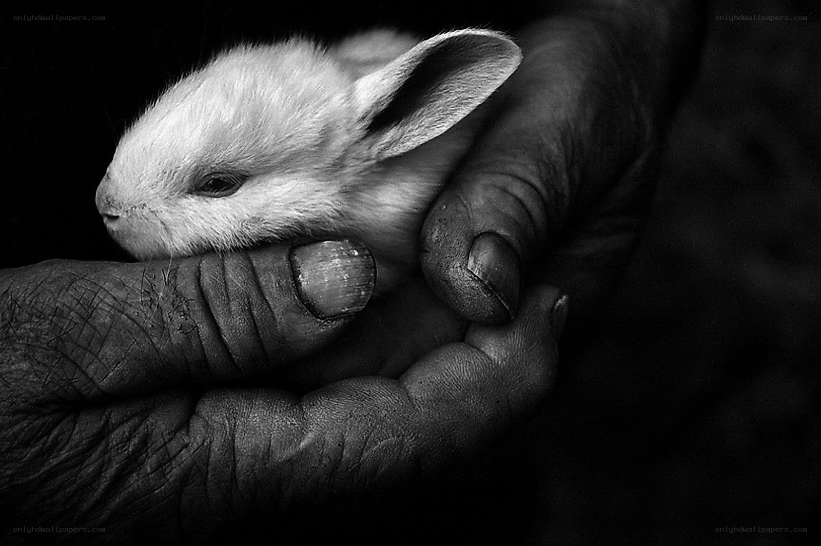 Hand holding a baby rabbit