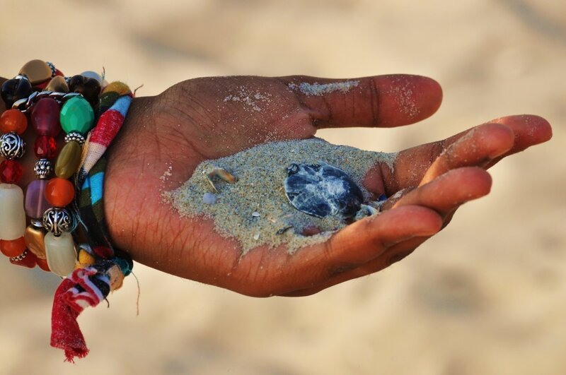 Hand holding a baby turtle