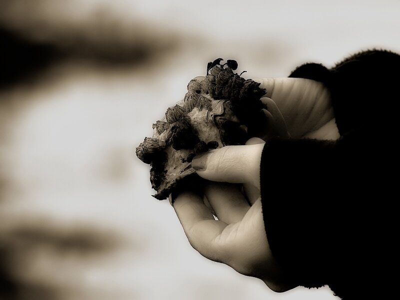 hand holding a barnacle-covered shell