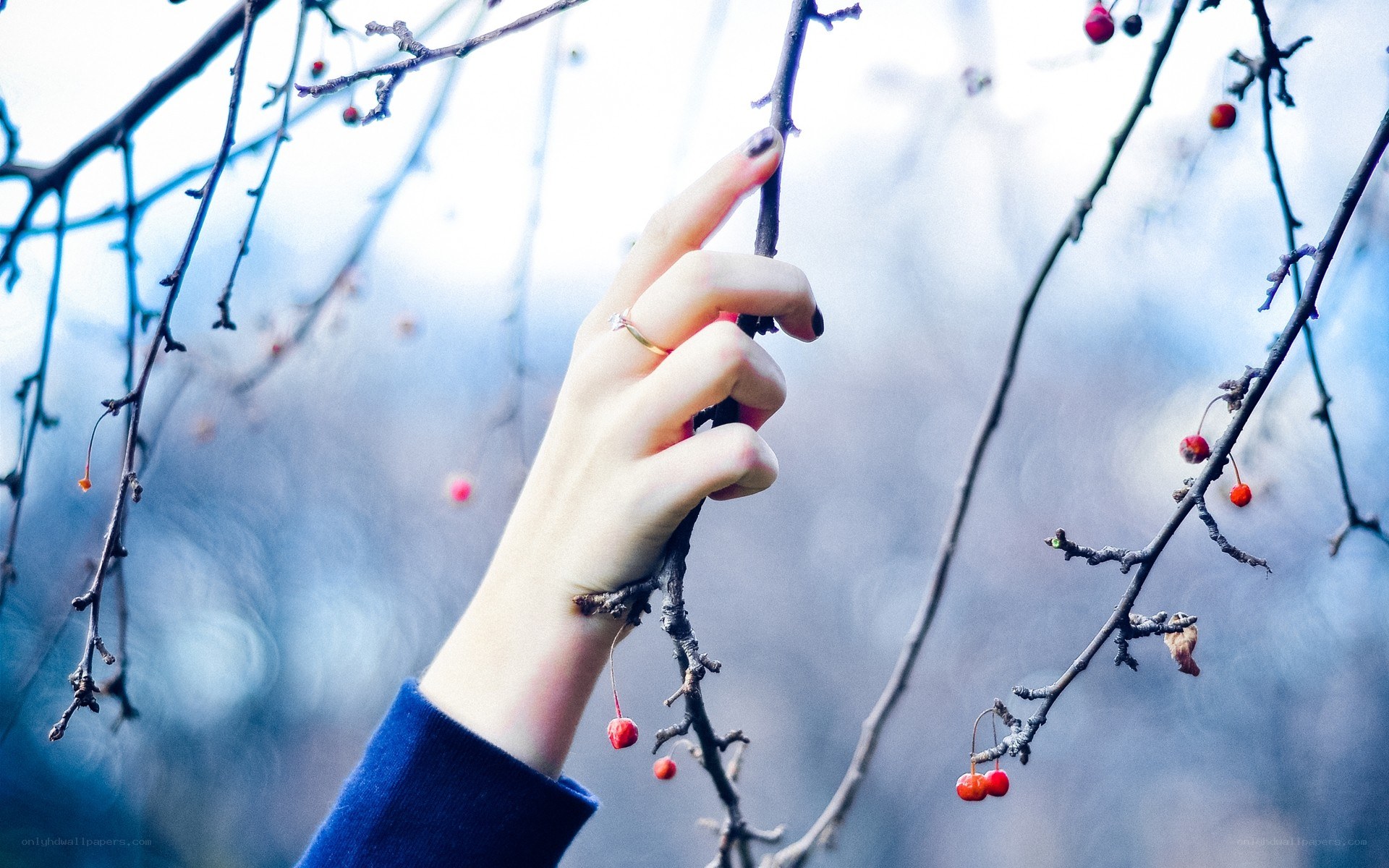 hand holding a berry branch