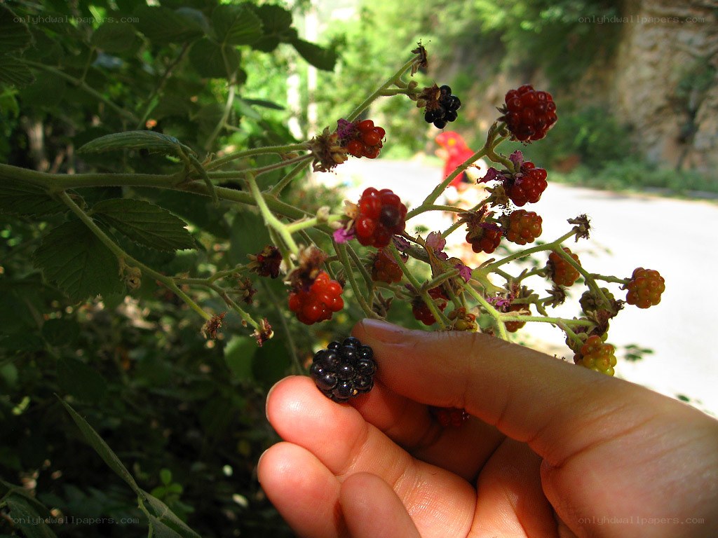 hand holding a blackberry