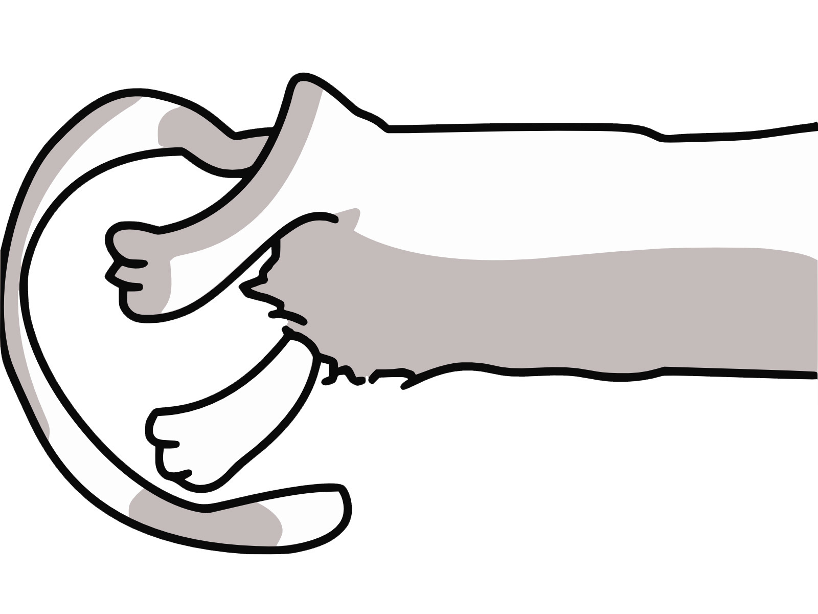 hand holding a cat