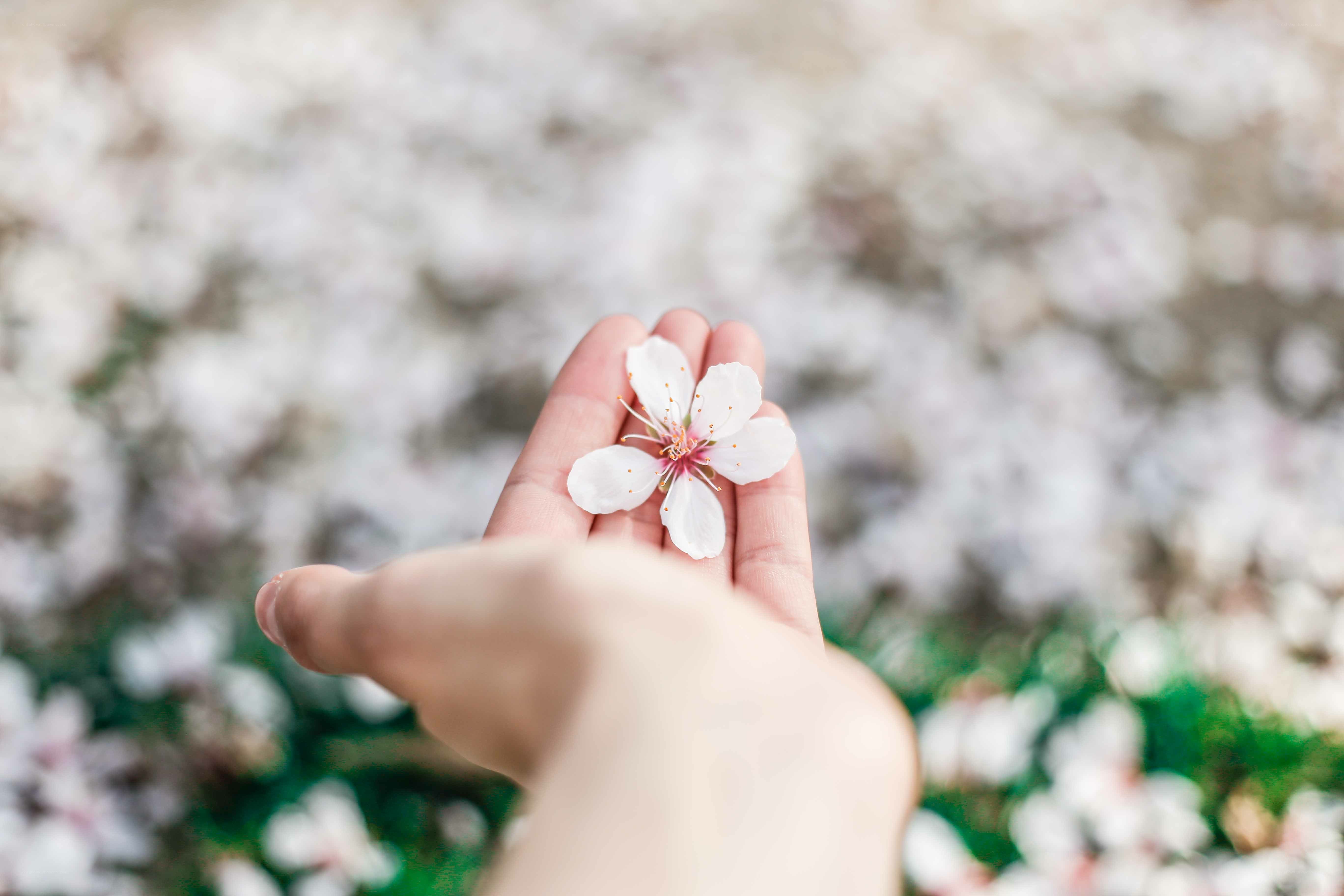 hand holding a cherry blossom