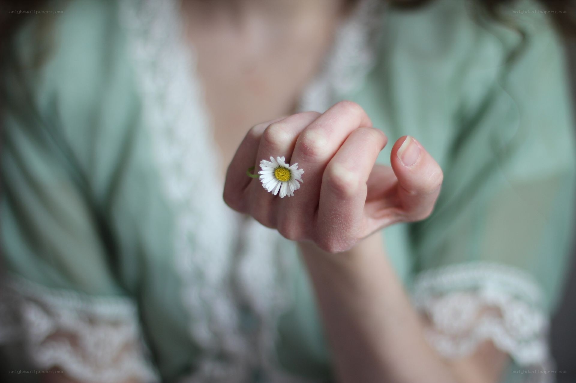 hand holding a daisy flower