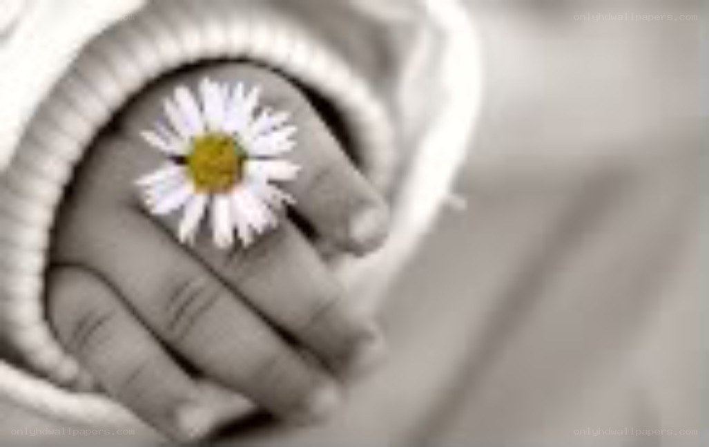 hand holding a daisy flower