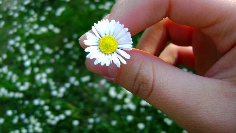 Hand holding a daisy flower