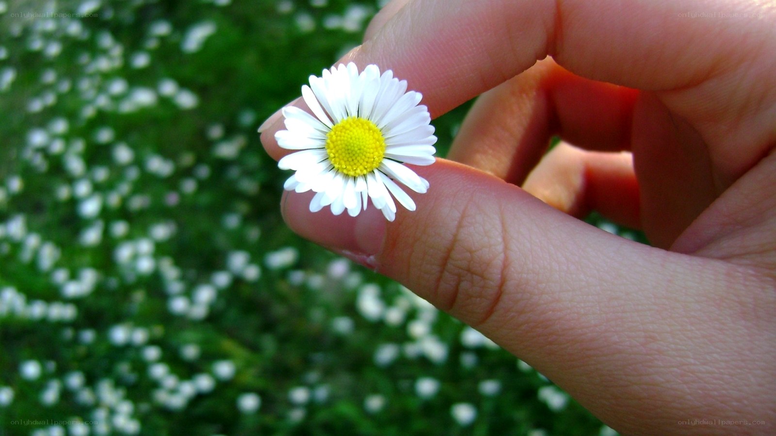 Hand holding a daisy flower