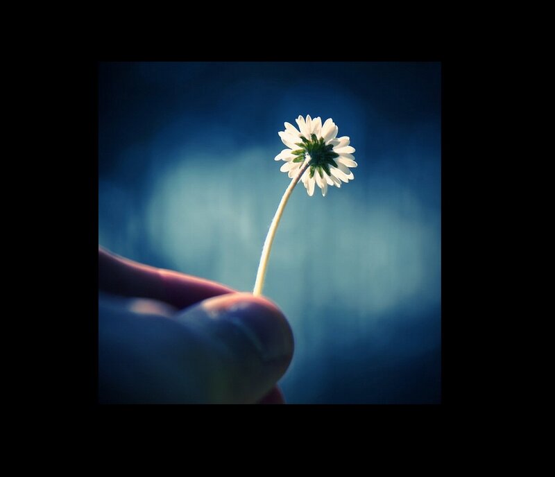 hand holding a daisy flower