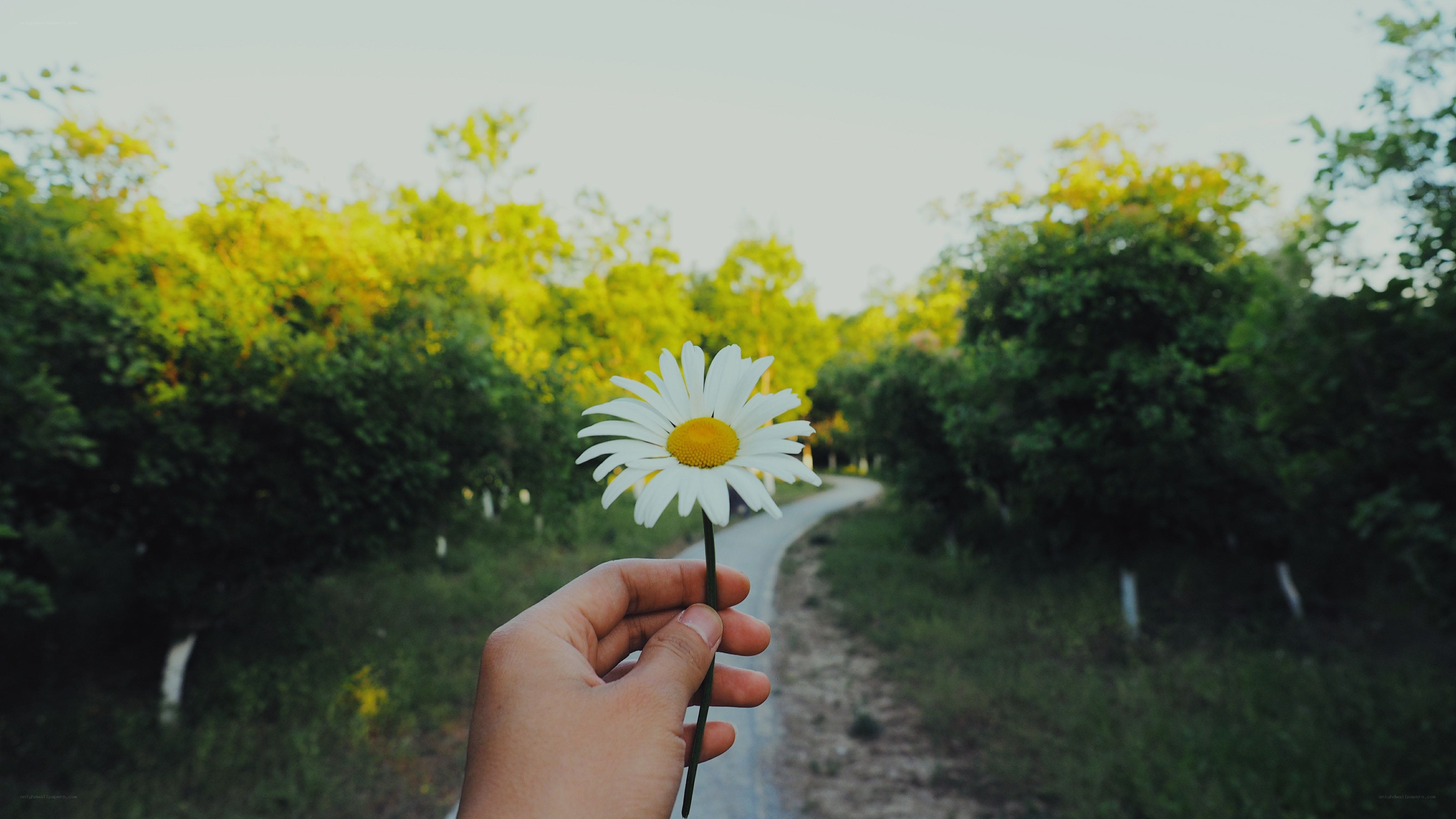 Hand holding a daisy flower