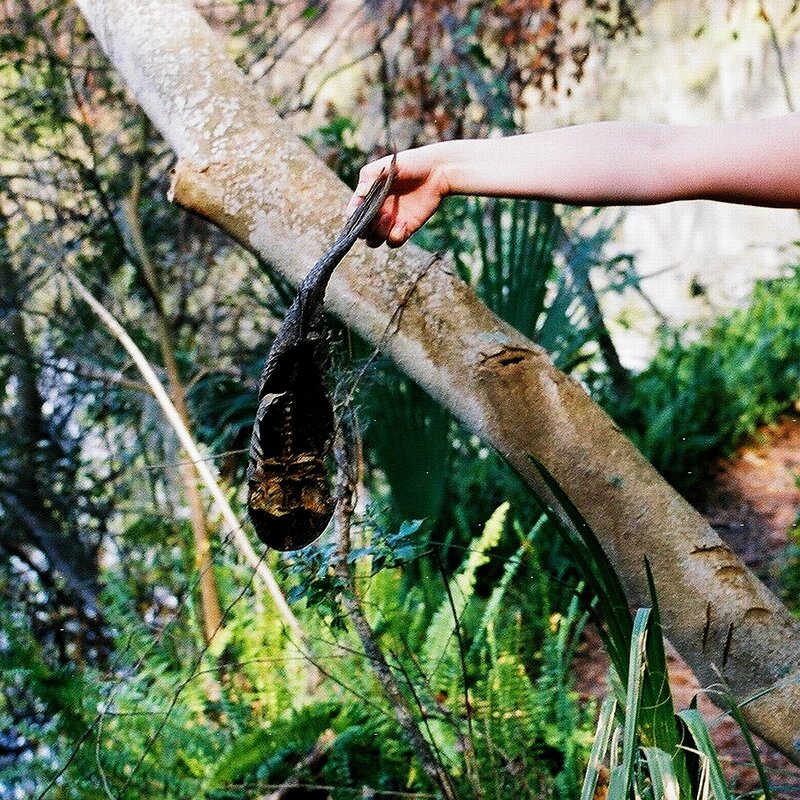 Hand holding a dead bird